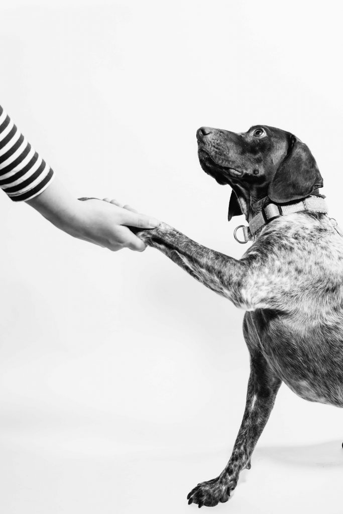 The Paw Pull with TOGU®