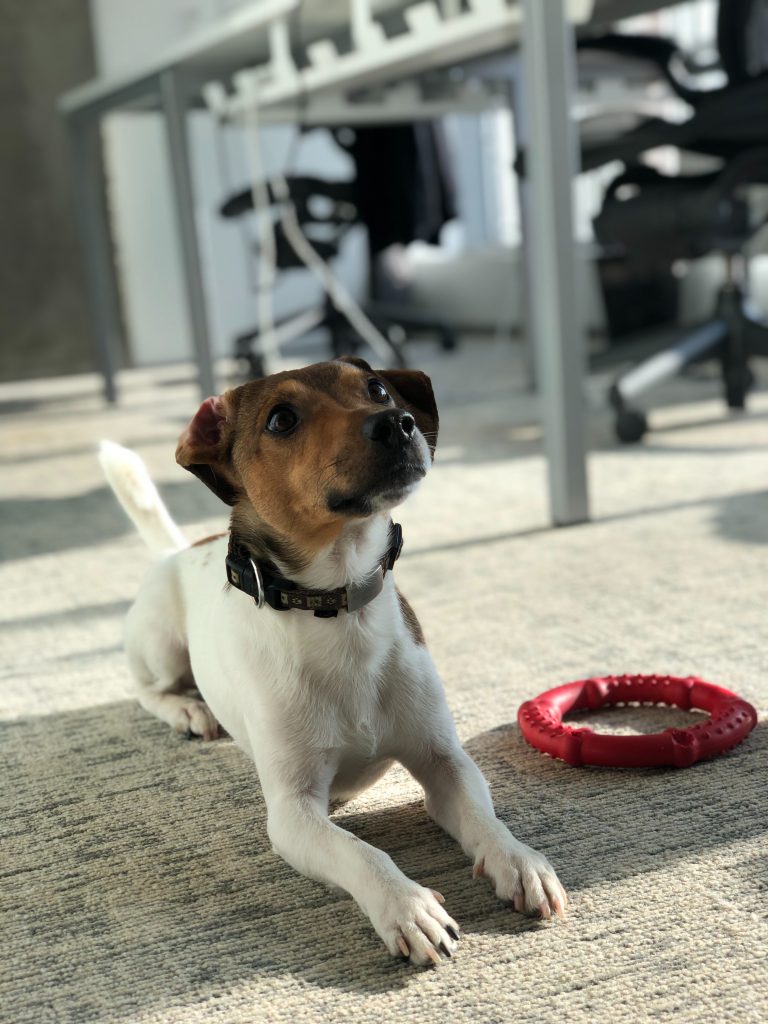 Dog