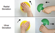 What Can I Do with the CanDo® Wrist/Forearm Exerciser?